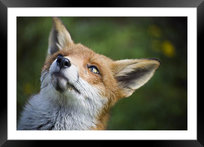 Fox Framed Mounted Print by Stephen Mole