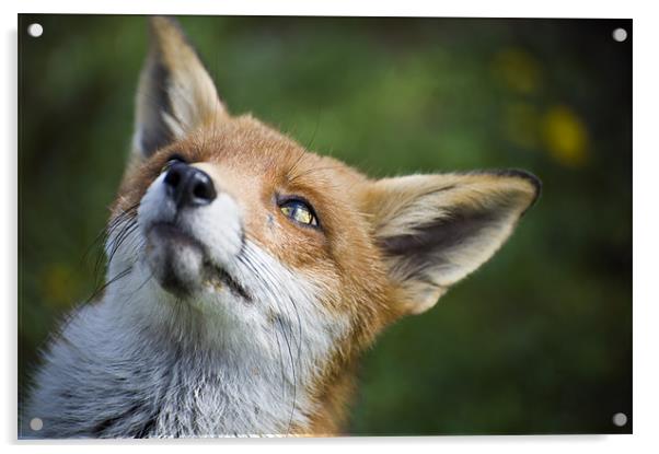 Fox Acrylic by Stephen Mole