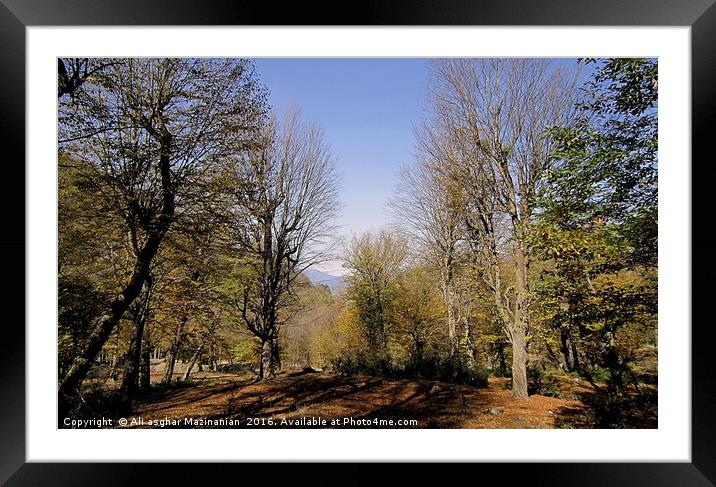 A nice view of Autumn in jungle10, Framed Mounted Print by Ali asghar Mazinanian