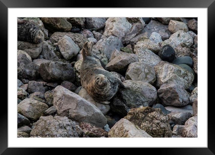 Angel Bay Seal Framed Mounted Print by Chris Evans