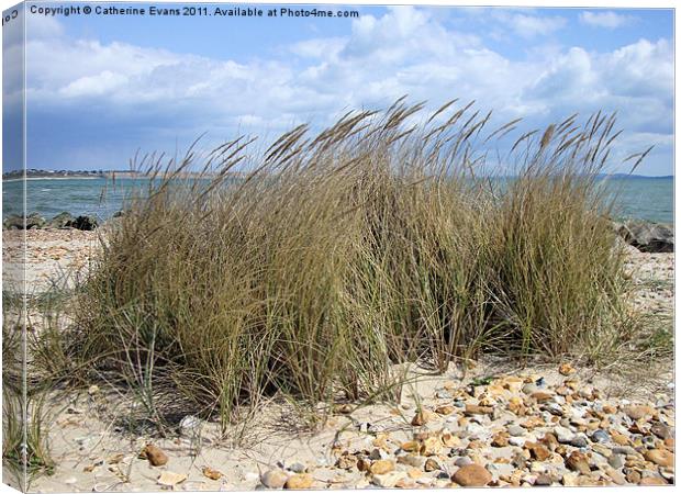 Beach Grass Canvas Print by Catherine Fowler