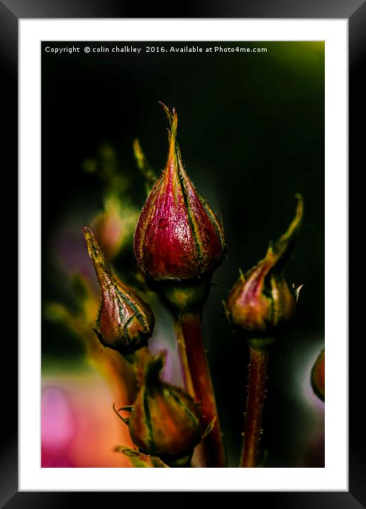 Rose Buds Framed Mounted Print by colin chalkley