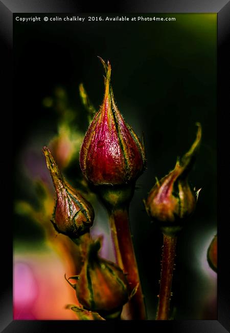 Rose Buds Framed Print by colin chalkley