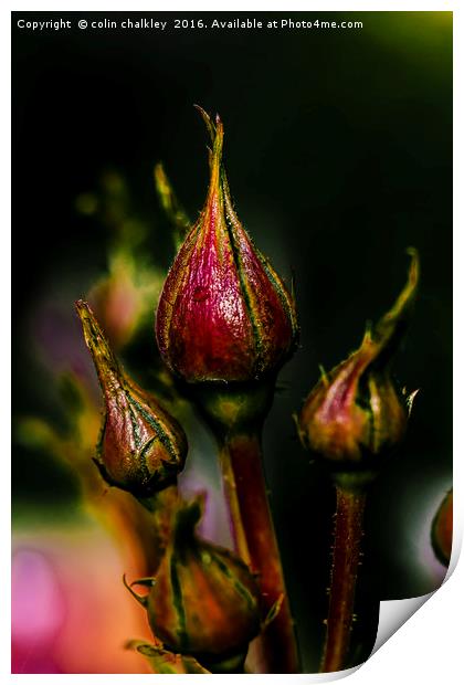 Rose Buds Print by colin chalkley