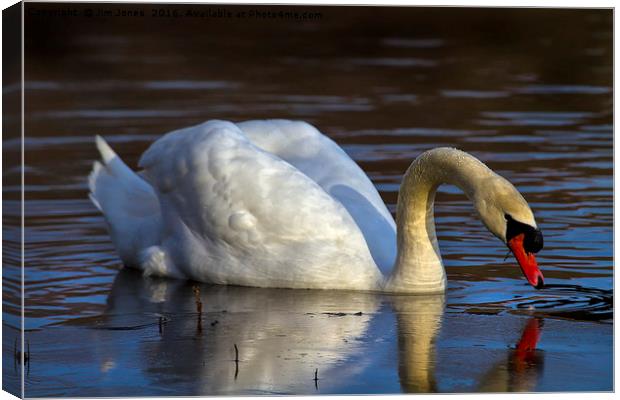 Mute Swan and ice Canvas Print by Jim Jones