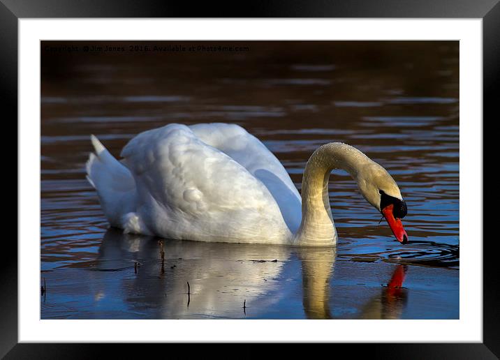 Mute Swan and ice Framed Mounted Print by Jim Jones
