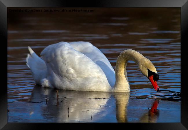 Mute Swan and ice Framed Print by Jim Jones