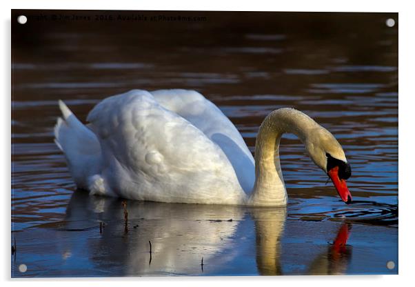 Mute Swan and ice Acrylic by Jim Jones