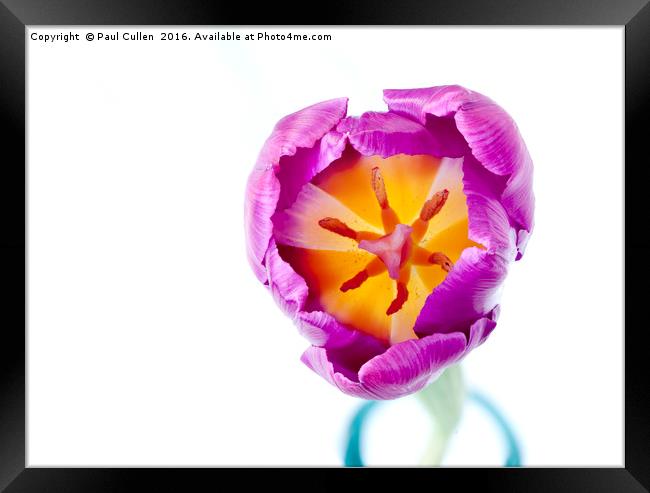 Purple Tulip - from the top Framed Print by Paul Cullen