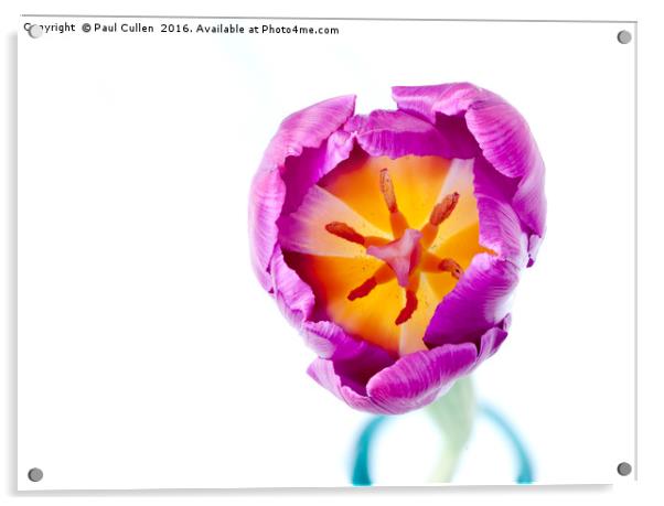 Purple Tulip - from the top Acrylic by Paul Cullen