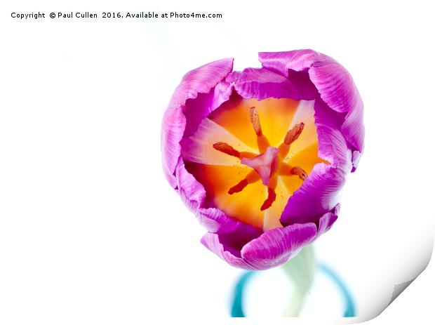 Purple Tulip - from the top Print by Paul Cullen