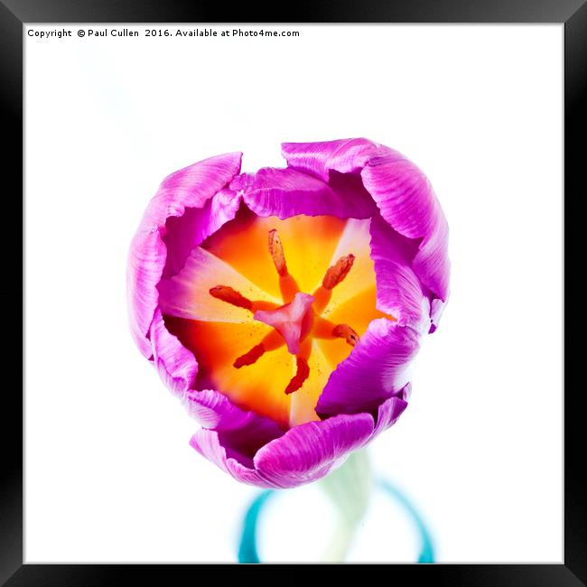 Purple Tulip - from the top Framed Print by Paul Cullen