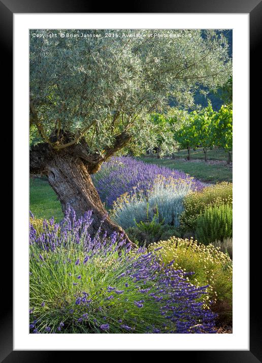 Olive Tree in French Garden Framed Mounted Print by Brian Jannsen