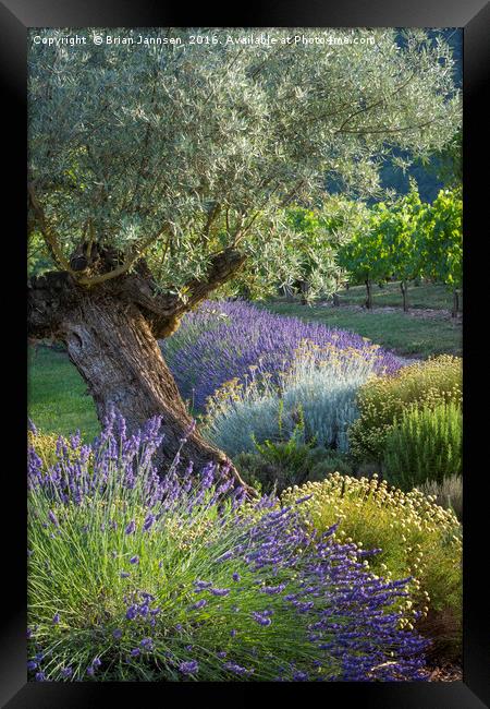 Olive Tree in French Garden Framed Print by Brian Jannsen