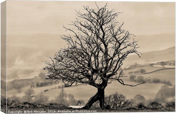 Eglwysilan Kneeling Tree Canvas Print by Bob Morgans