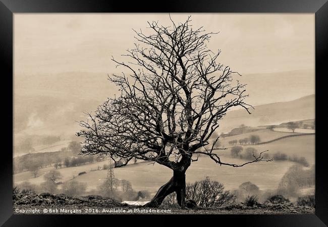 Eglwysilan Kneeling Tree Framed Print by Bob Morgans