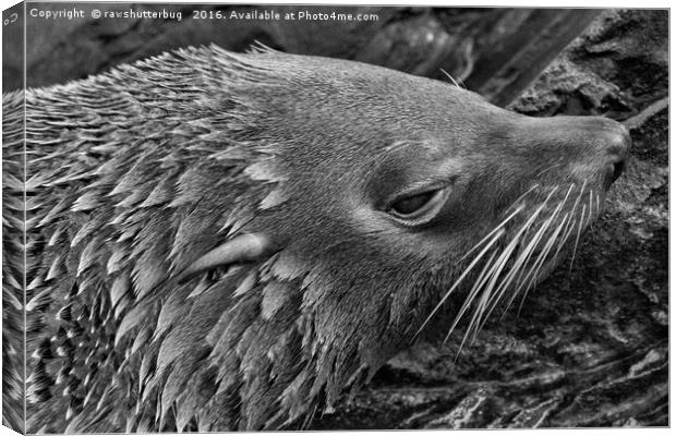 Close-Up Fur Seal Mono         Canvas Print by rawshutterbug 