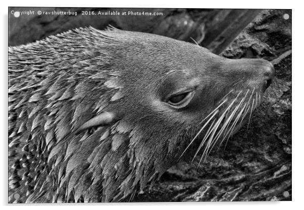 Close-Up Fur Seal Mono         Acrylic by rawshutterbug 
