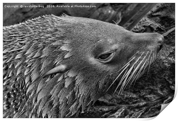 Close-Up Fur Seal Mono         Print by rawshutterbug 