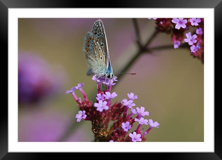 Feeding butterfly Framed Mounted Print by Mike Herber
