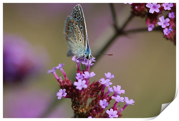 Feeding butterfly Print by Mike Herber