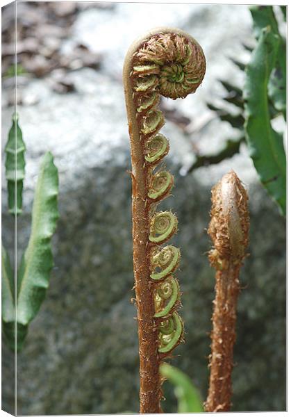 fern uncurling Canvas Print by Mike Herber
