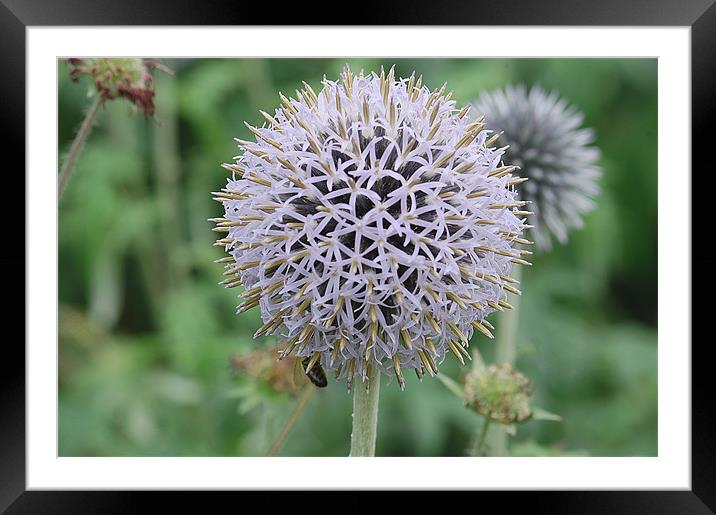 A ball of star shape flowers Framed Mounted Print by Mike Herber