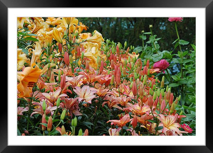 lily Framed Mounted Print by Mike Herber