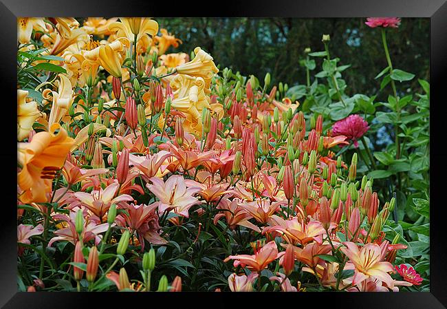 lily Framed Print by Mike Herber