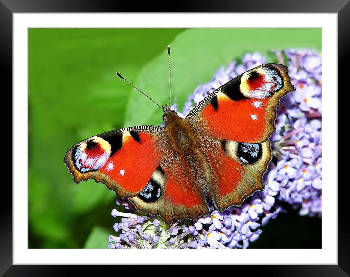 The Peacock Butterfly 1 Framed Mounted Print by stephen walton