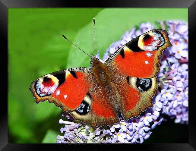 The Peacock Butterfly 1 Framed Print by stephen walton