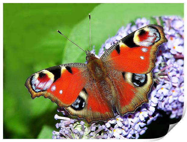 The Peacock Butterfly 1 Print by stephen walton