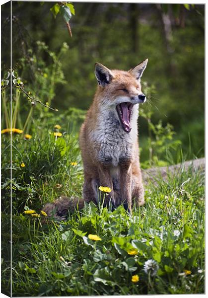 Fox Yawning Canvas Print by Stephen Mole