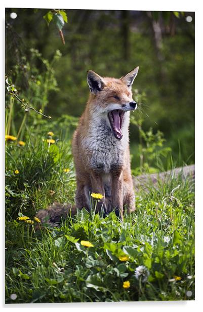 Fox Yawning Acrylic by Stephen Mole