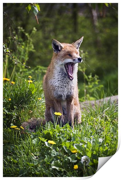 Fox Yawning Print by Stephen Mole