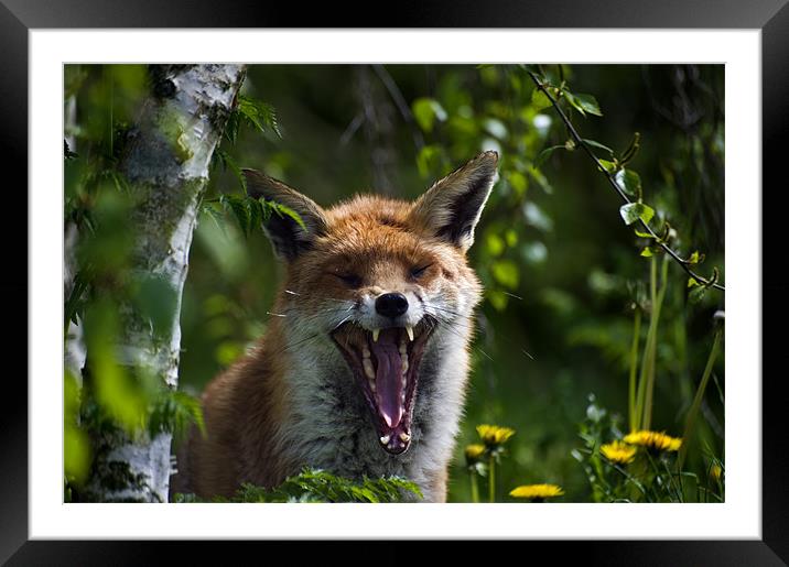Fox Framed Mounted Print by Stephen Mole