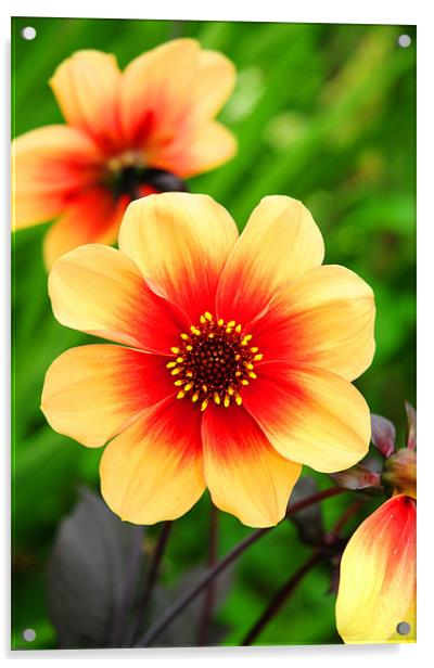The Yellow and Red Dahlia Acrylic by stephen walton