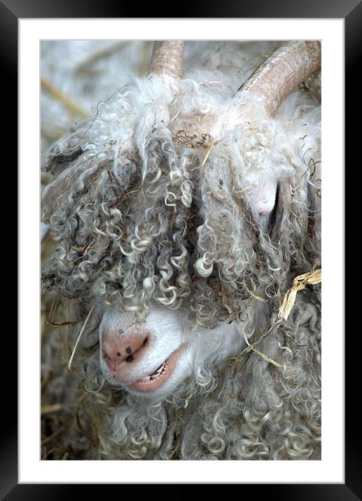 Angora Goat Framed Mounted Print by Chris Day