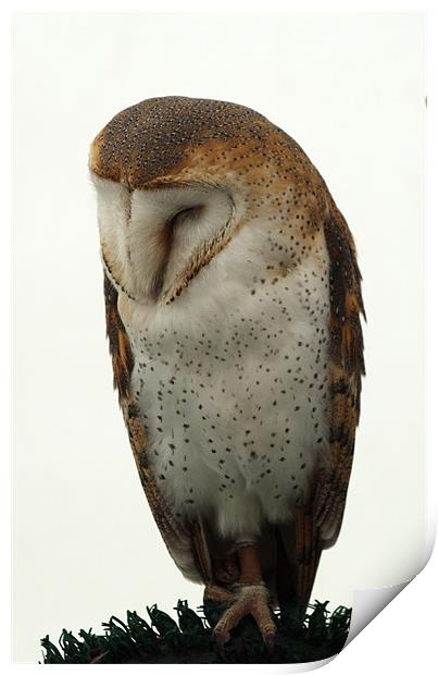 Barn Owl Print by Chris Day
