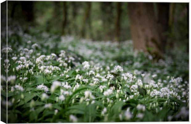 Ramsons in a spring wood Canvas Print by Andrew Kearton