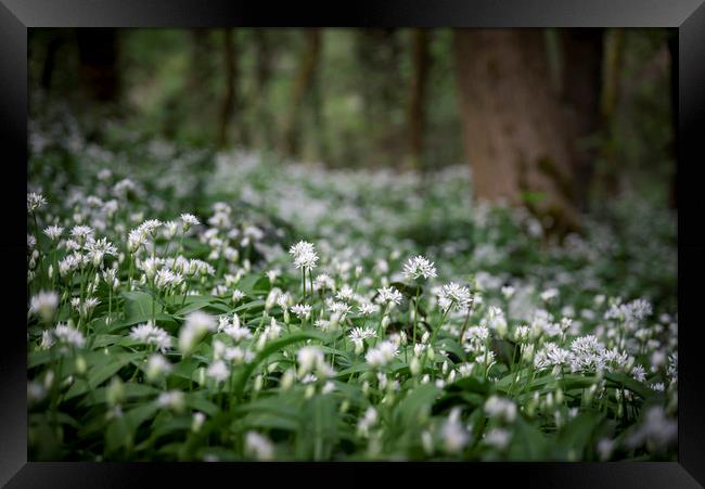Ramsons in a spring wood Framed Print by Andrew Kearton