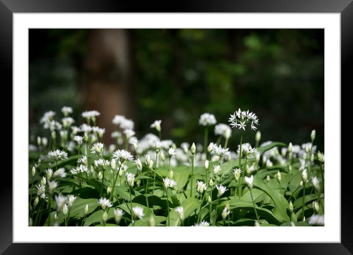 Wild garlic in an English woodland Framed Mounted Print by Andrew Kearton