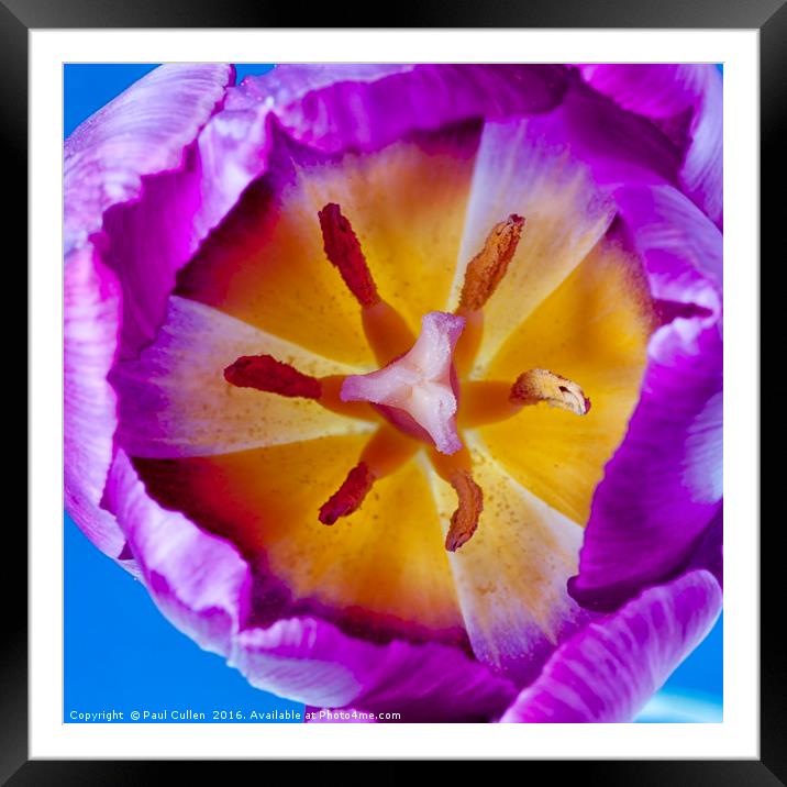 Purple Tulip Detail Framed Mounted Print by Paul Cullen