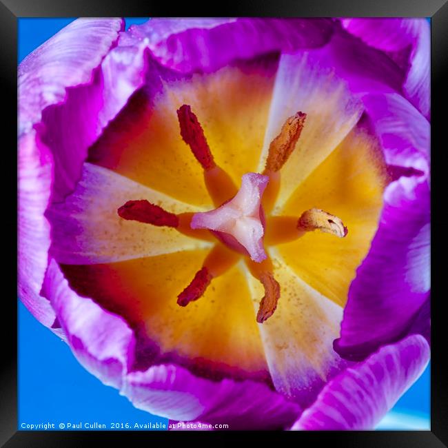 Purple Tulip Detail Framed Print by Paul Cullen