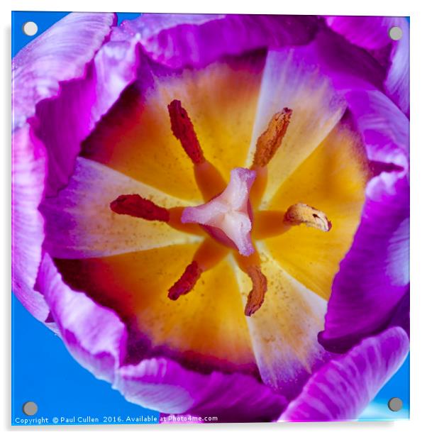 Purple Tulip Detail Acrylic by Paul Cullen