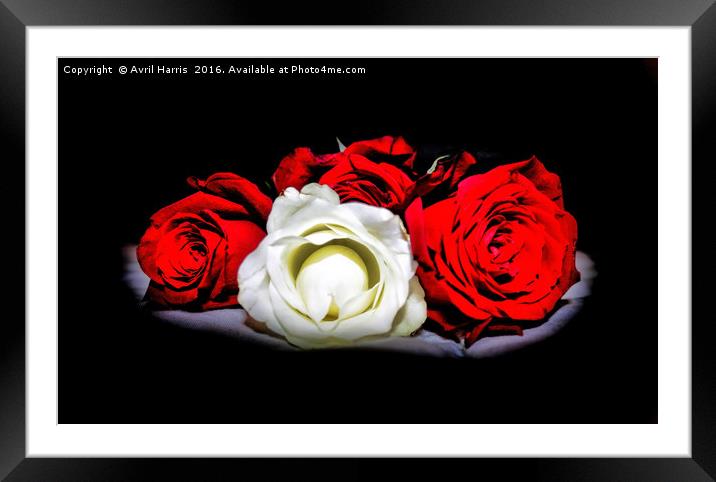 Red and White Roses Framed Mounted Print by Avril Harris