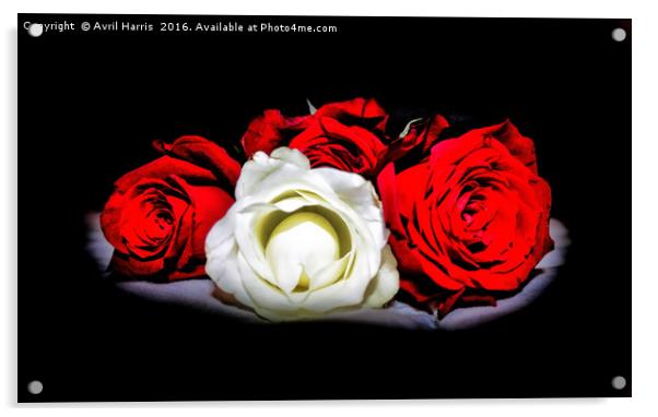 Red and White Roses Acrylic by Avril Harris