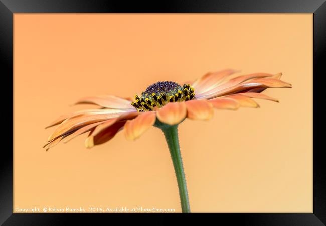 orange daisy Framed Print by Kelvin Rumsby