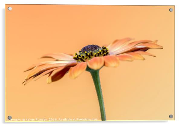 orange daisy Acrylic by Kelvin Rumsby