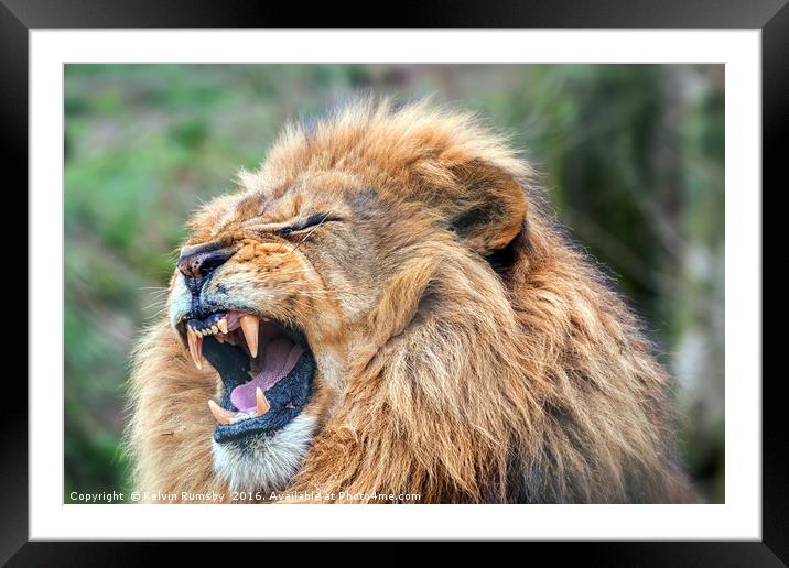 lion king Framed Mounted Print by Kelvin Rumsby